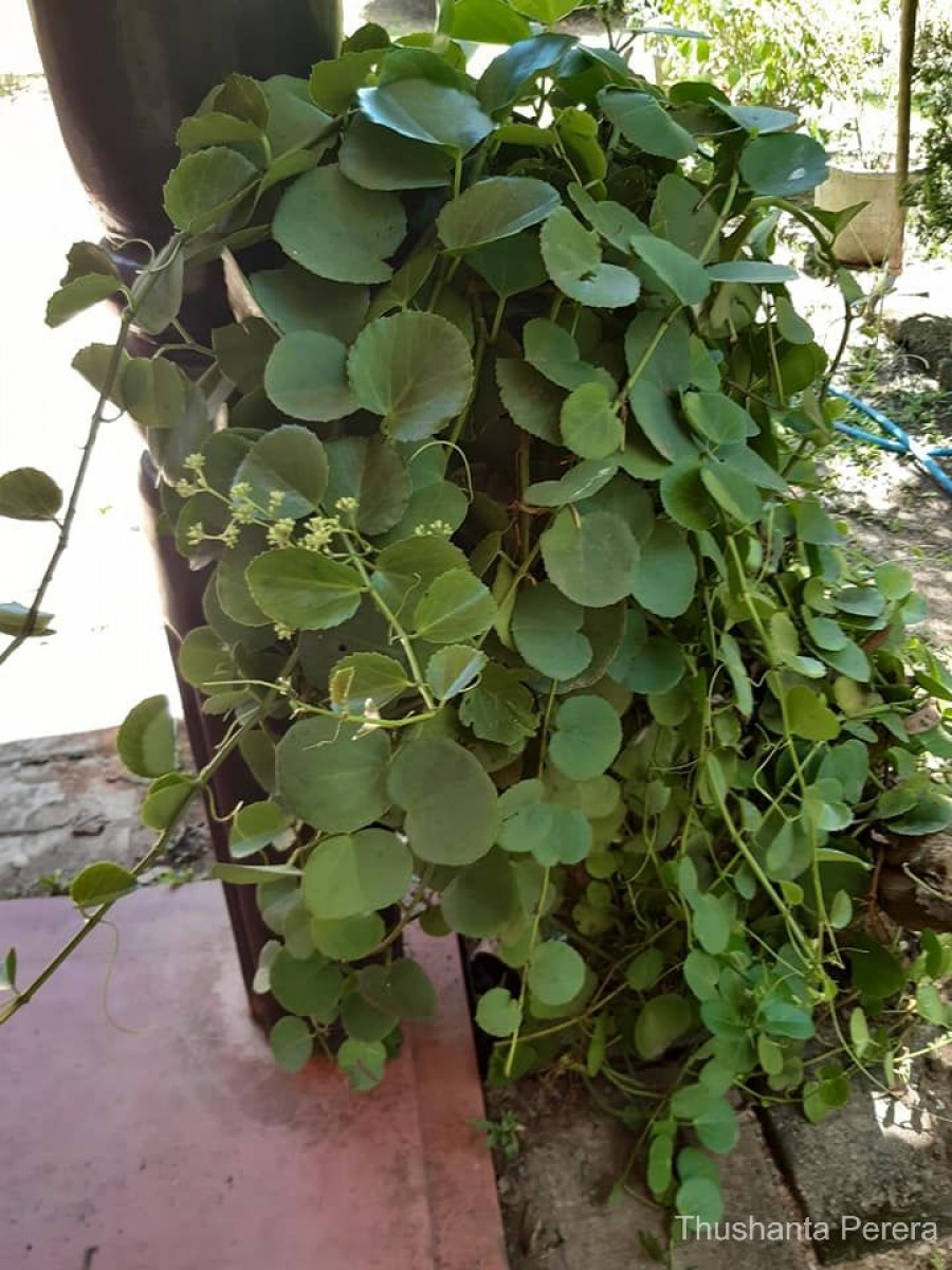 Cissus rotundifolia Vahl